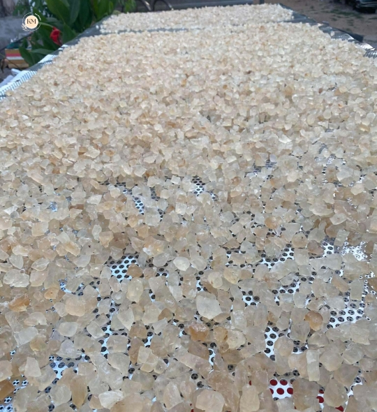 Mủ Trôm Ninh Thuận – Nguyên Chất 100%